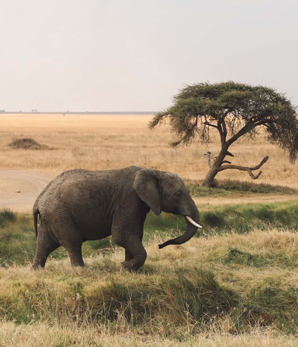 4-Day Unforgettable Tanzania Safari