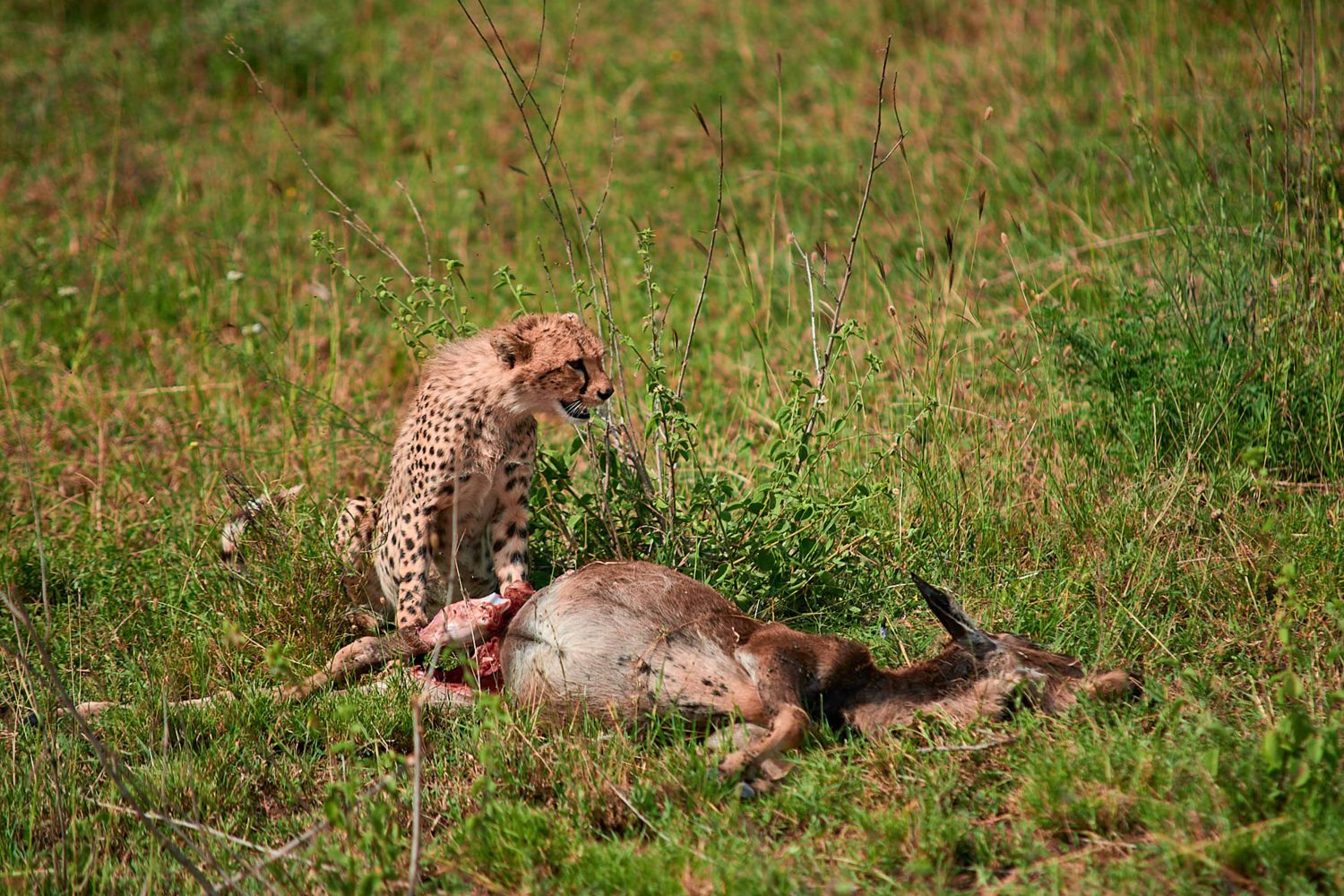 5-Day Classical Safari in Tanzania