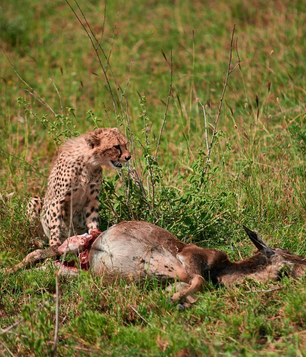 5-Day Classical Safari in Tanzania