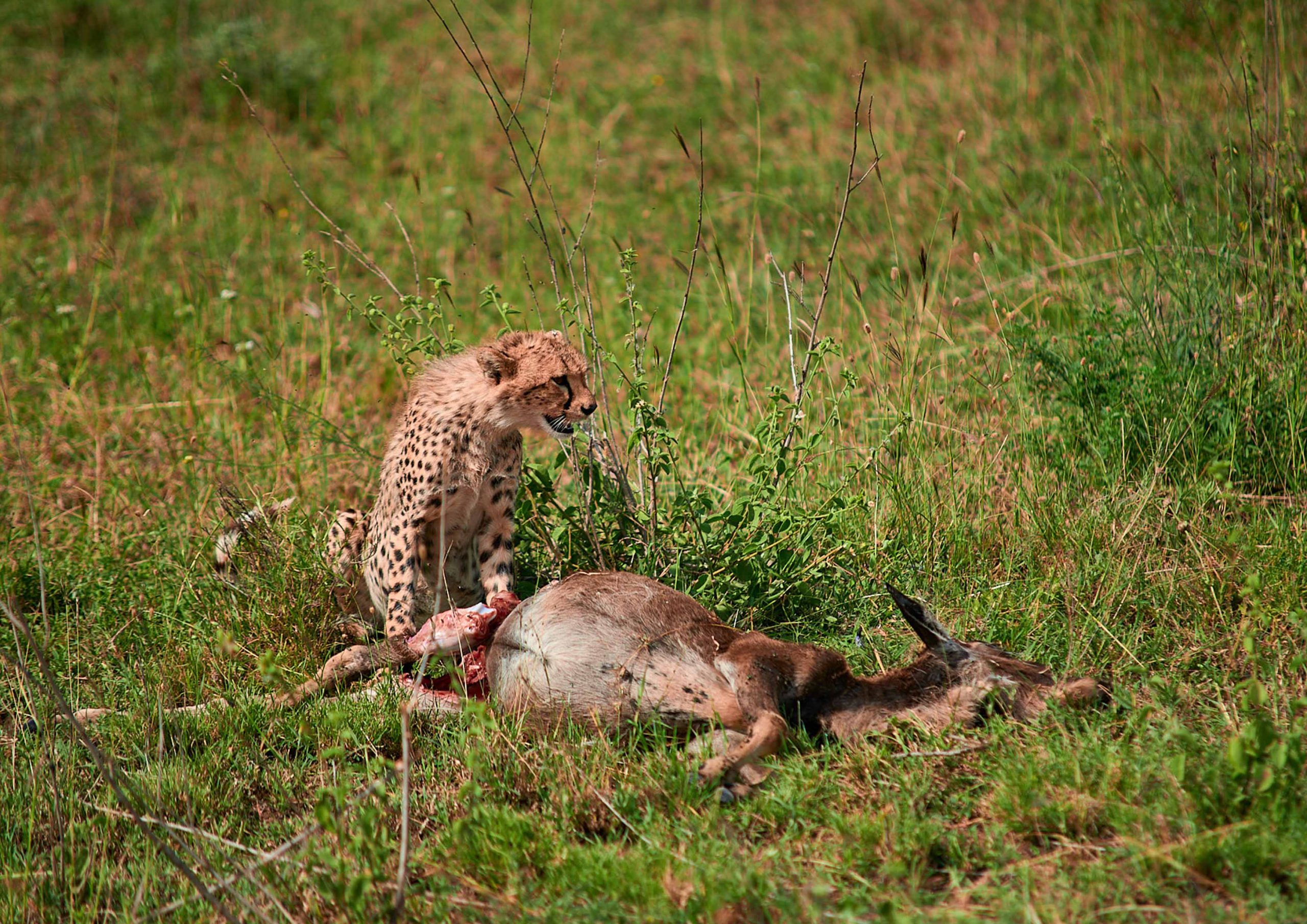 5-Day Classical Safari in Tanzania
