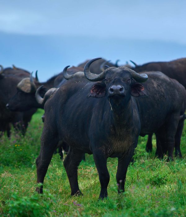 2-day budget safari to Tarangire