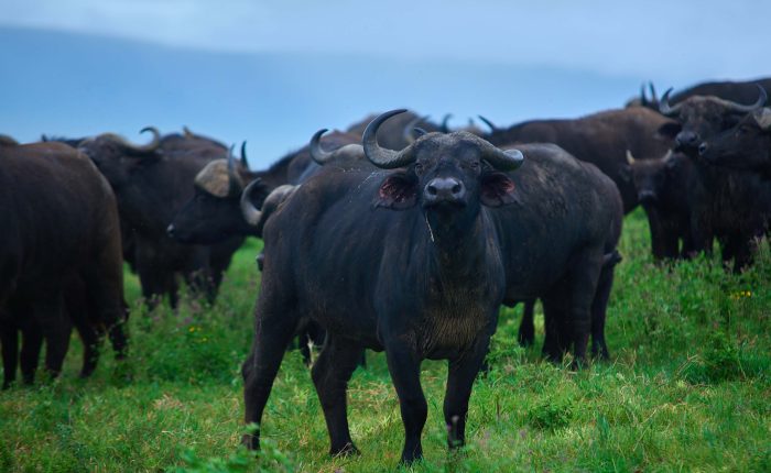 2-day budget safari to Tarangire