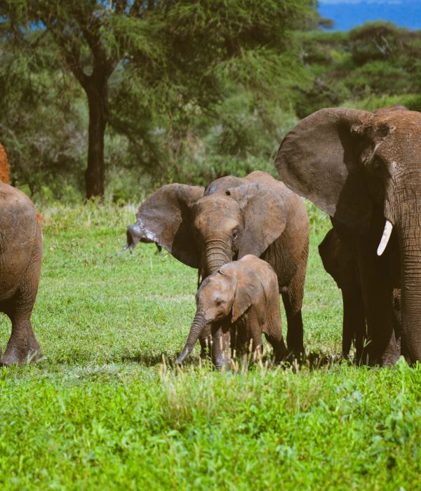 safari to Tarangire and Ngorongoro Crater