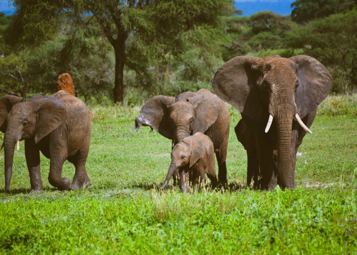 safari to Tarangire and Ngorongoro Crater