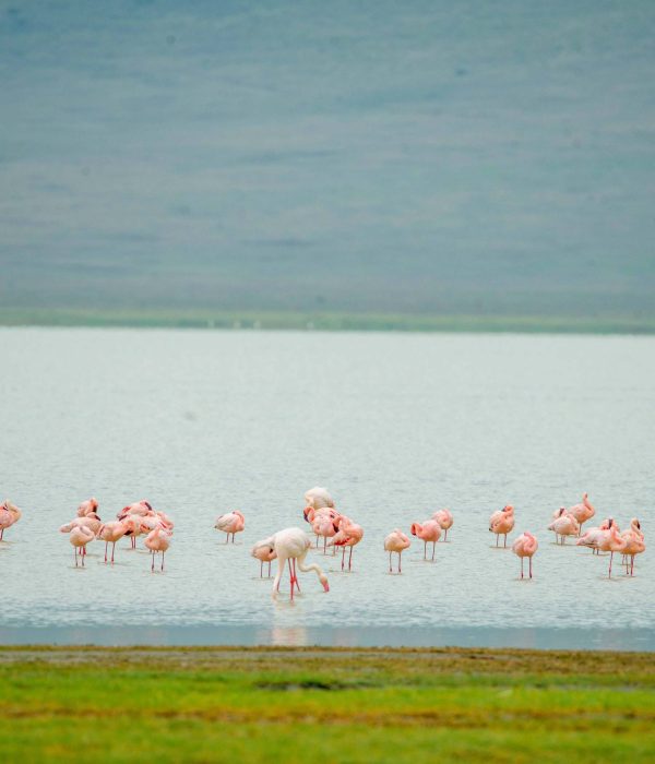 2-Day Luxury Safari to Tarangire and Manyara