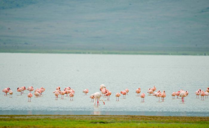 2-Day Luxury Safari to Tarangire and Manyara