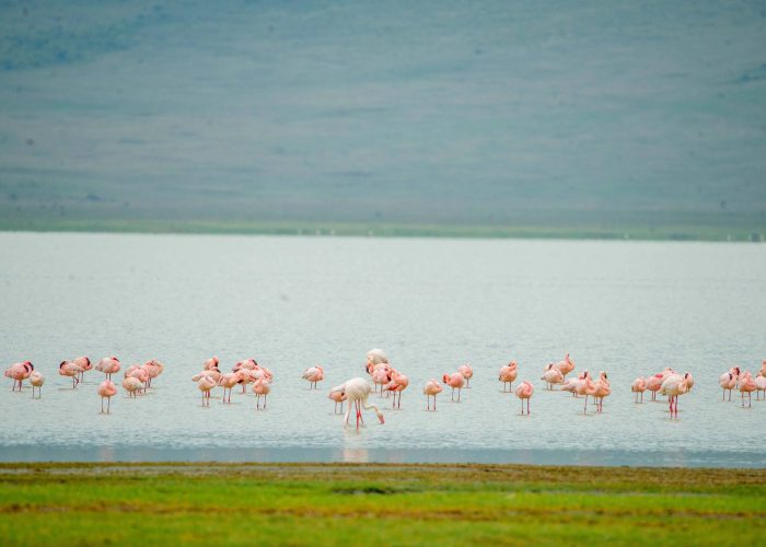 2-Day Luxury Safari to Tarangire and Manyara