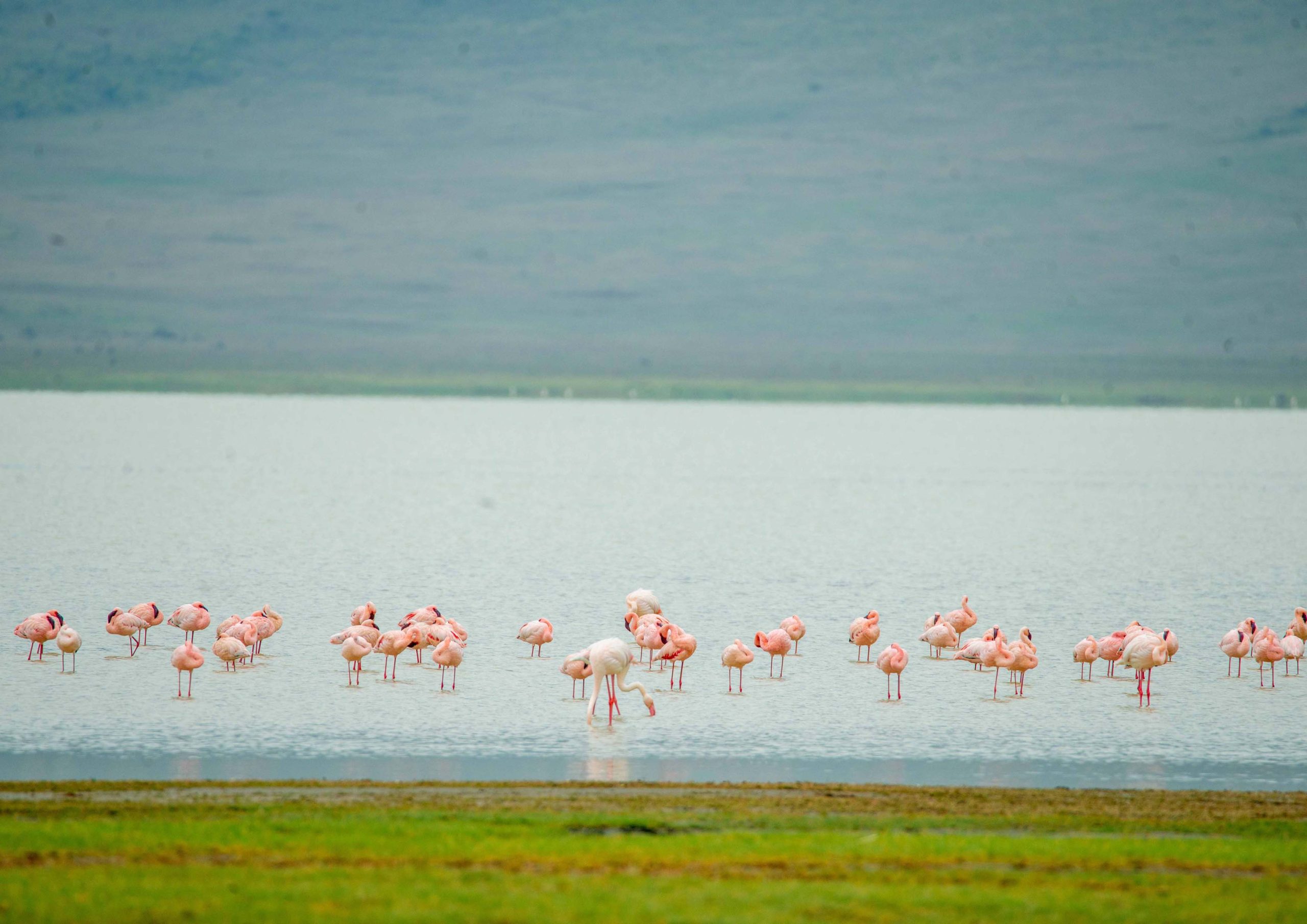 2-Day Luxury Safari to Tarangire and Manyara