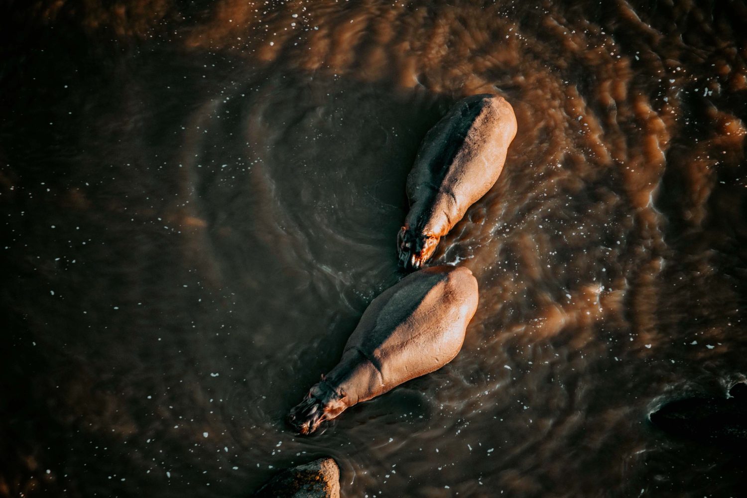 3-Day Luxury Safari to Serengeti