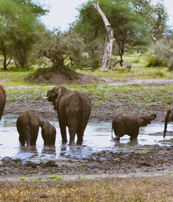 7-Day Best Safari and Cultural Tour