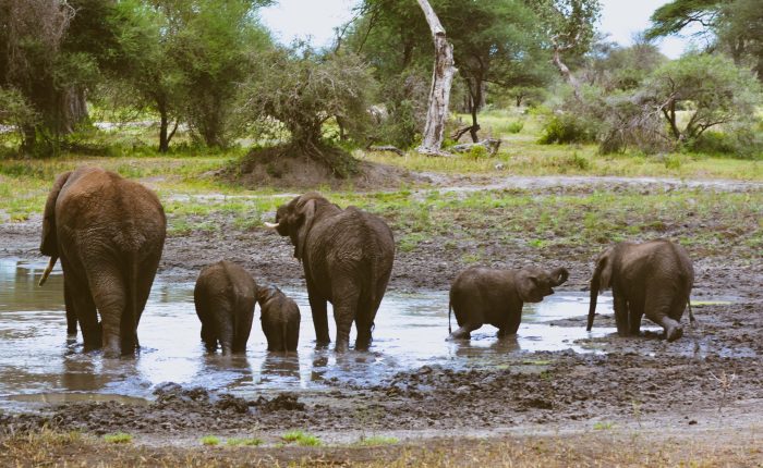 7-Day Best Safari and Cultural Tour