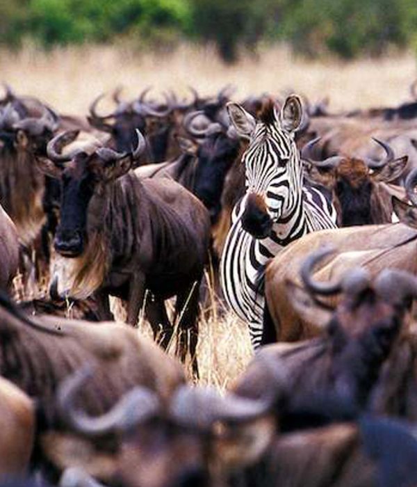 6-Day Serengeti Migration