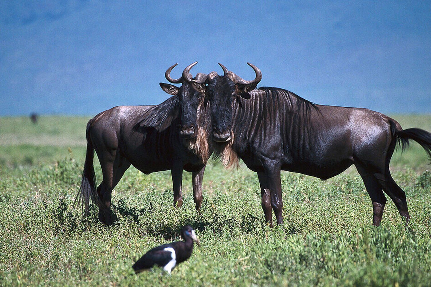 6-Day Serengeti Migration Group