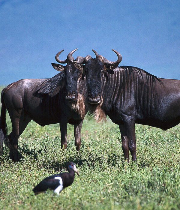6-Day Serengeti Migration Group