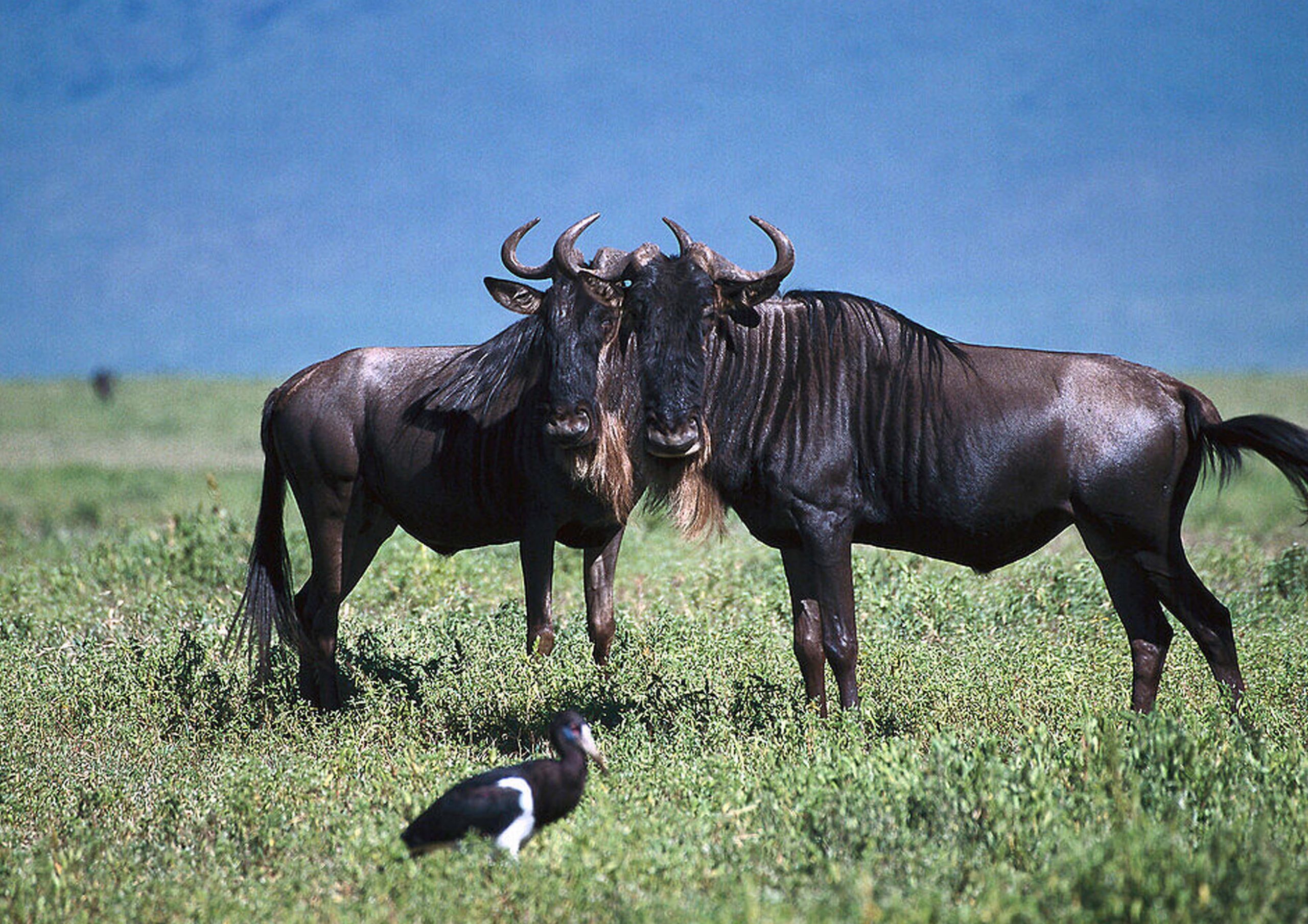 6-Day Serengeti Migration Group