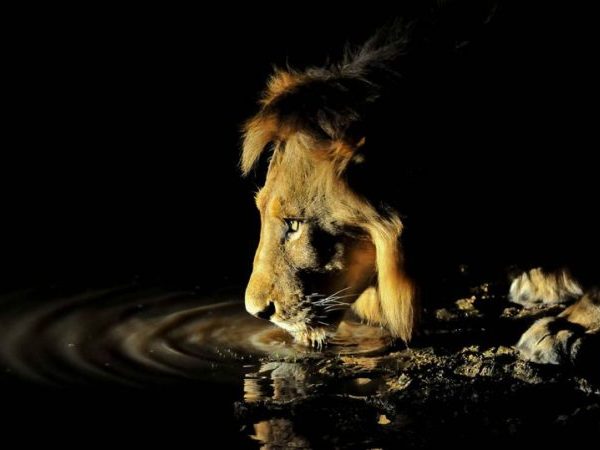 Night game drive in Tarangire National Park