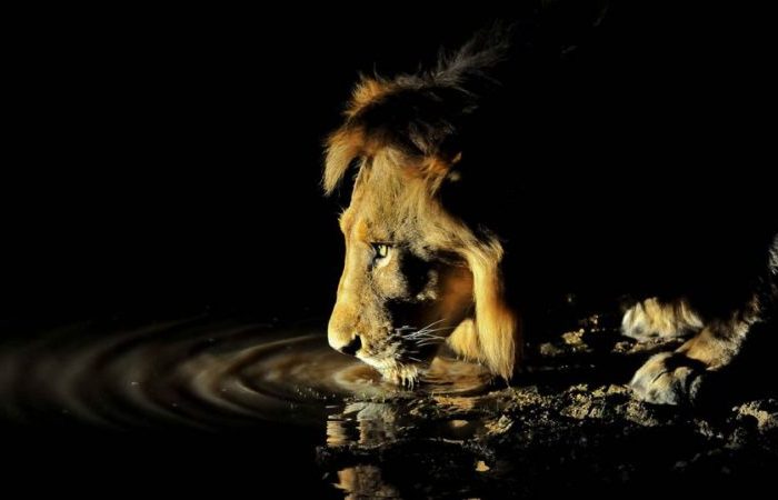 Night game drive in Tarangire National Park