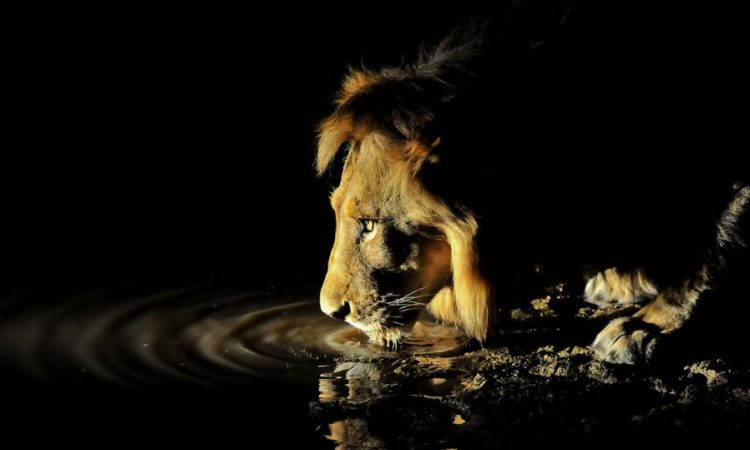 Night game drive in Tarangire National Park