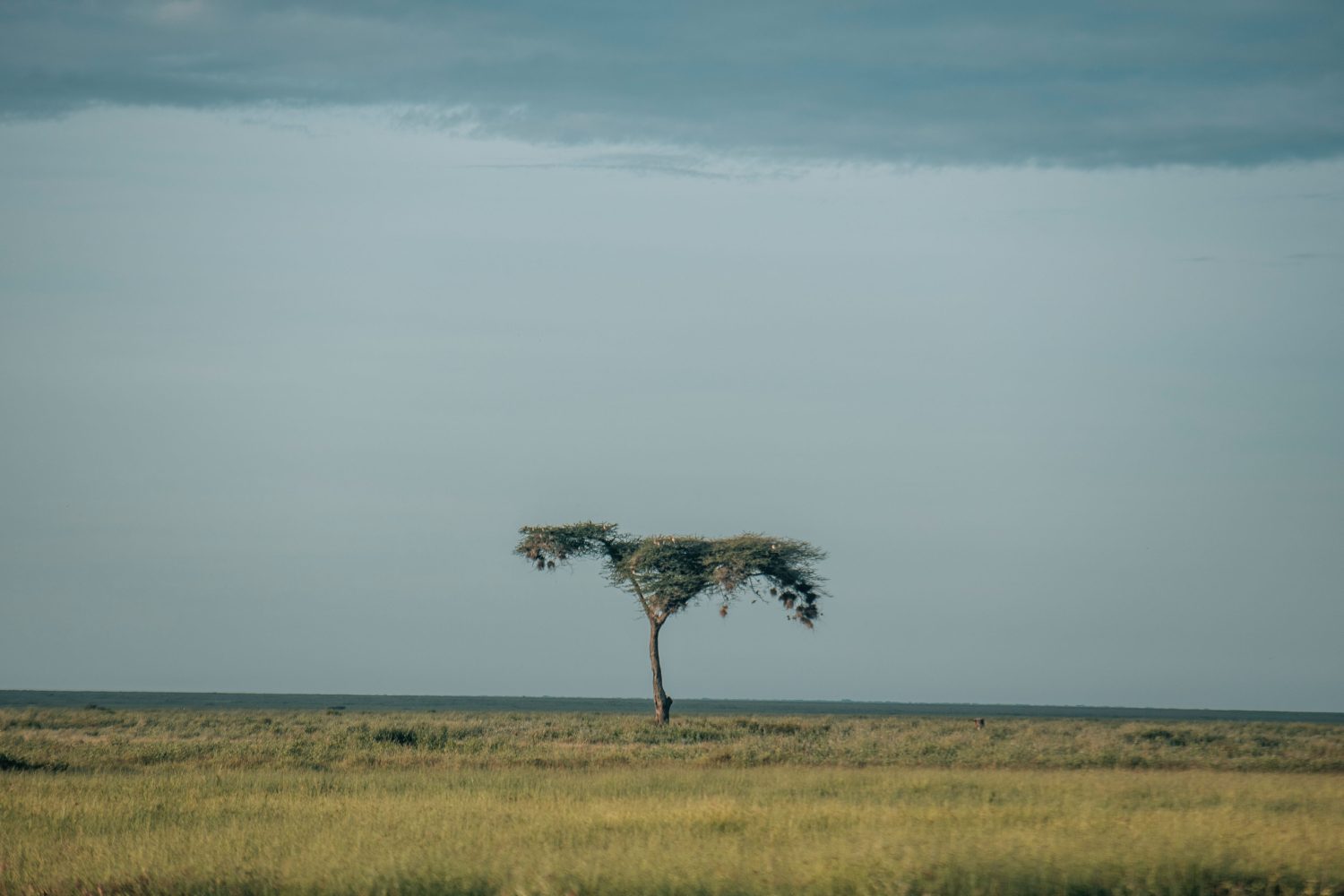 8-Day Amazing Safari and Culture-Tanzania Safari Travel Agency Operator