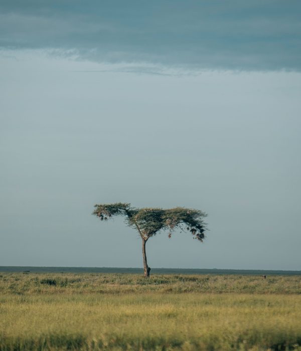 8-Day Amazing Safari and Culture-Tanzania Safari Travel Agency Operator