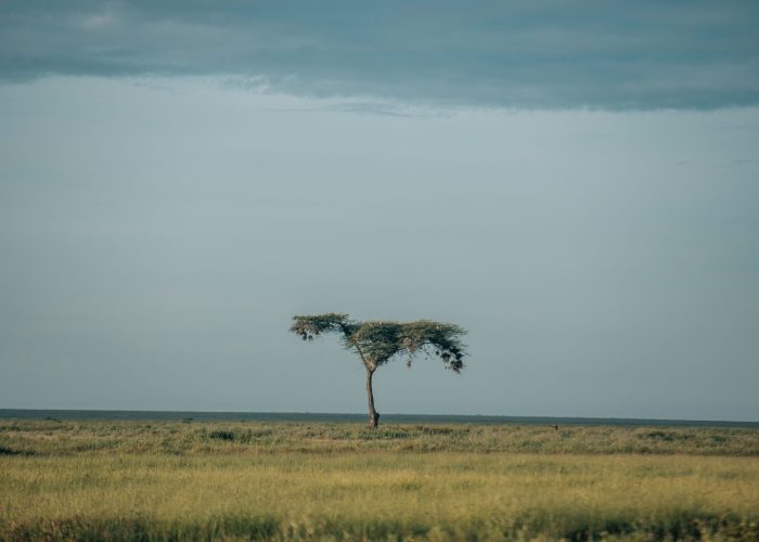8-Day Amazing Safari and Culture-Tanzania Safari Travel Agency Operator