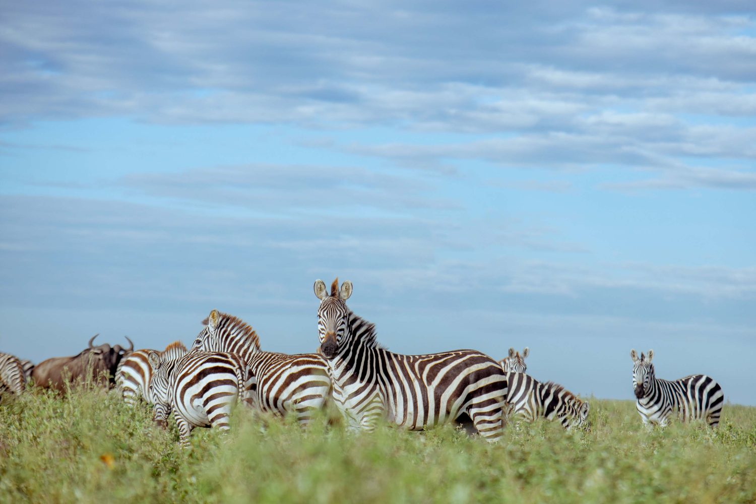 8-Day Wonderful Tanzanian Holiday-Tanzania Safari Travel Agency & Operator