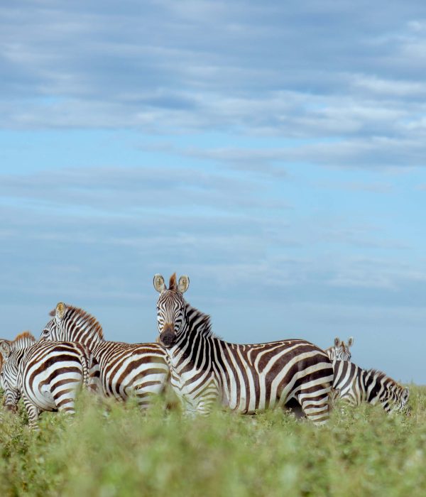 8-Day Wonderful Tanzanian Holiday-Tanzania Safari Travel Agency & Operator