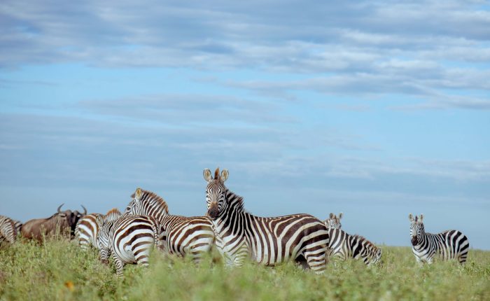 8-Day Wonderful Tanzanian Holiday-Tanzania Safari Travel Agency & Operator