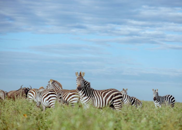 8-Day Wonderful Tanzanian Holiday-Tanzania Safari Travel Agency & Operator