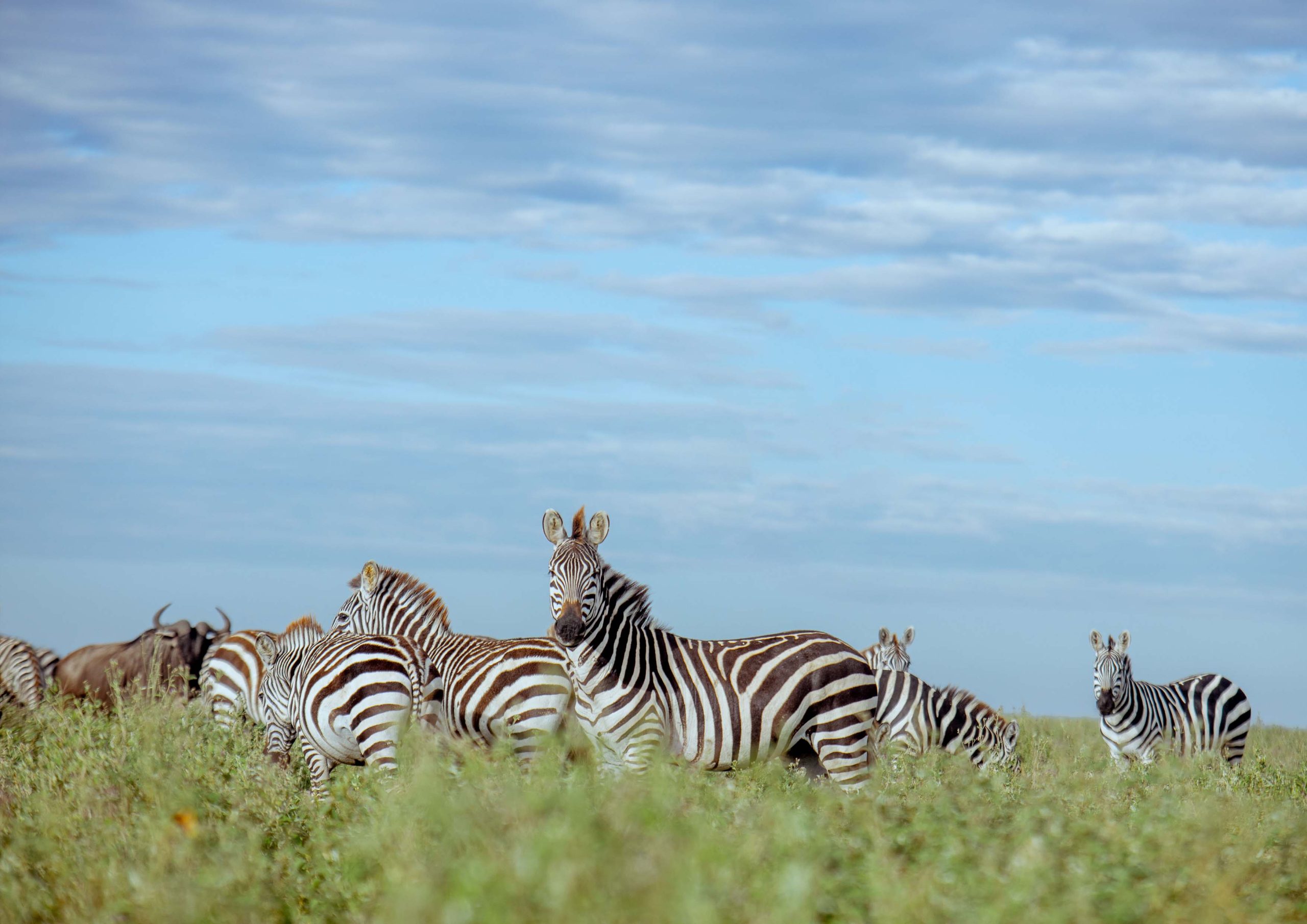8-Day Wonderful Tanzanian Holiday-Tanzania Safari Travel Agency & Operator