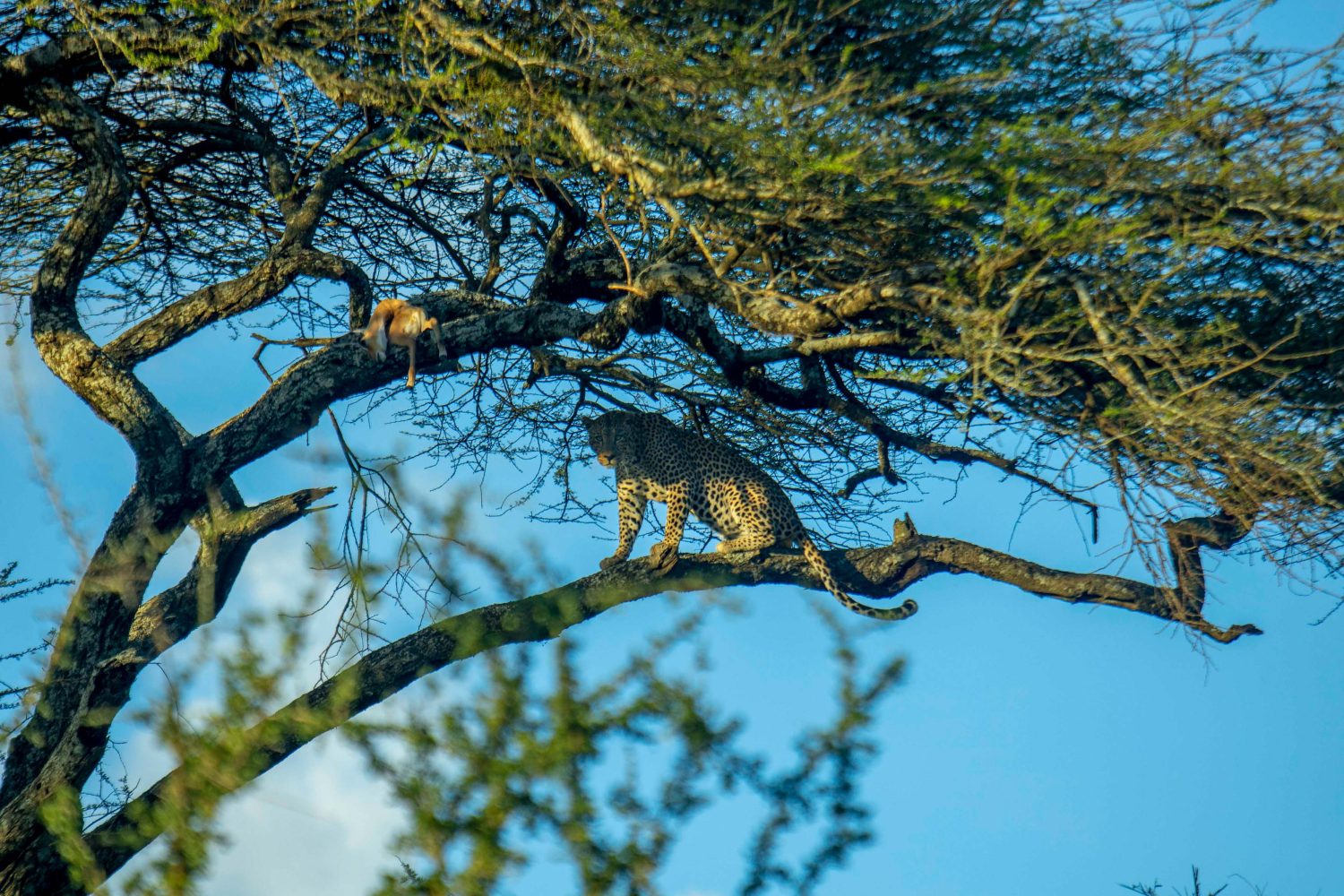 8-Day Tanzania Classic Safari-Tanzania Safari Travel Agency & Operator