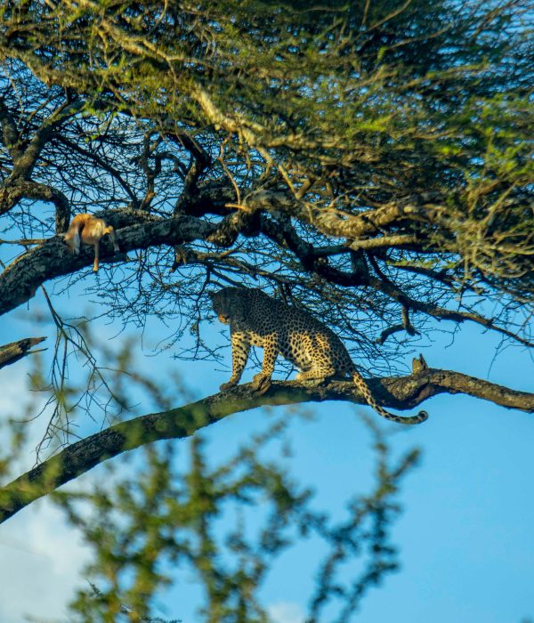 8-Day Tanzania Classic Safari-Tanzania Safari Travel Agency & Operator