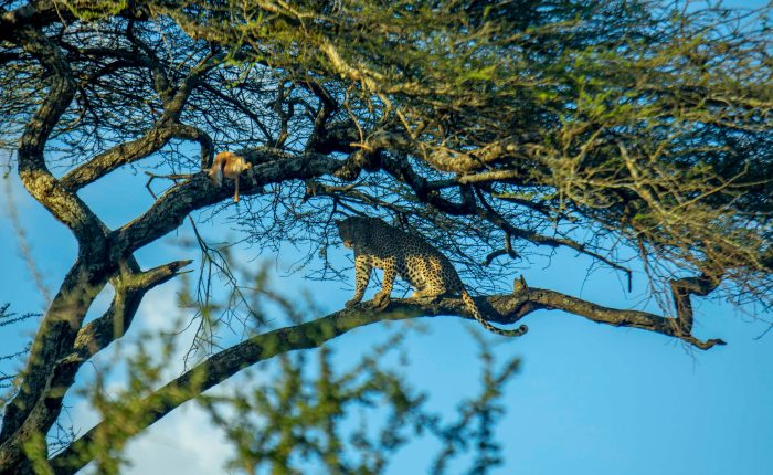 8-Day Tanzania Classic Safari-Tanzania Safari Travel Agency & Operator