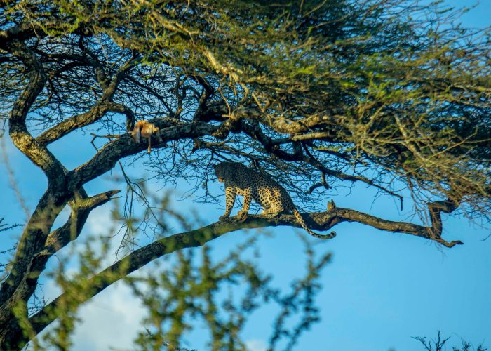 8-Day Tanzania Classic Safari-Tanzania Safari Travel Agency & Operator
