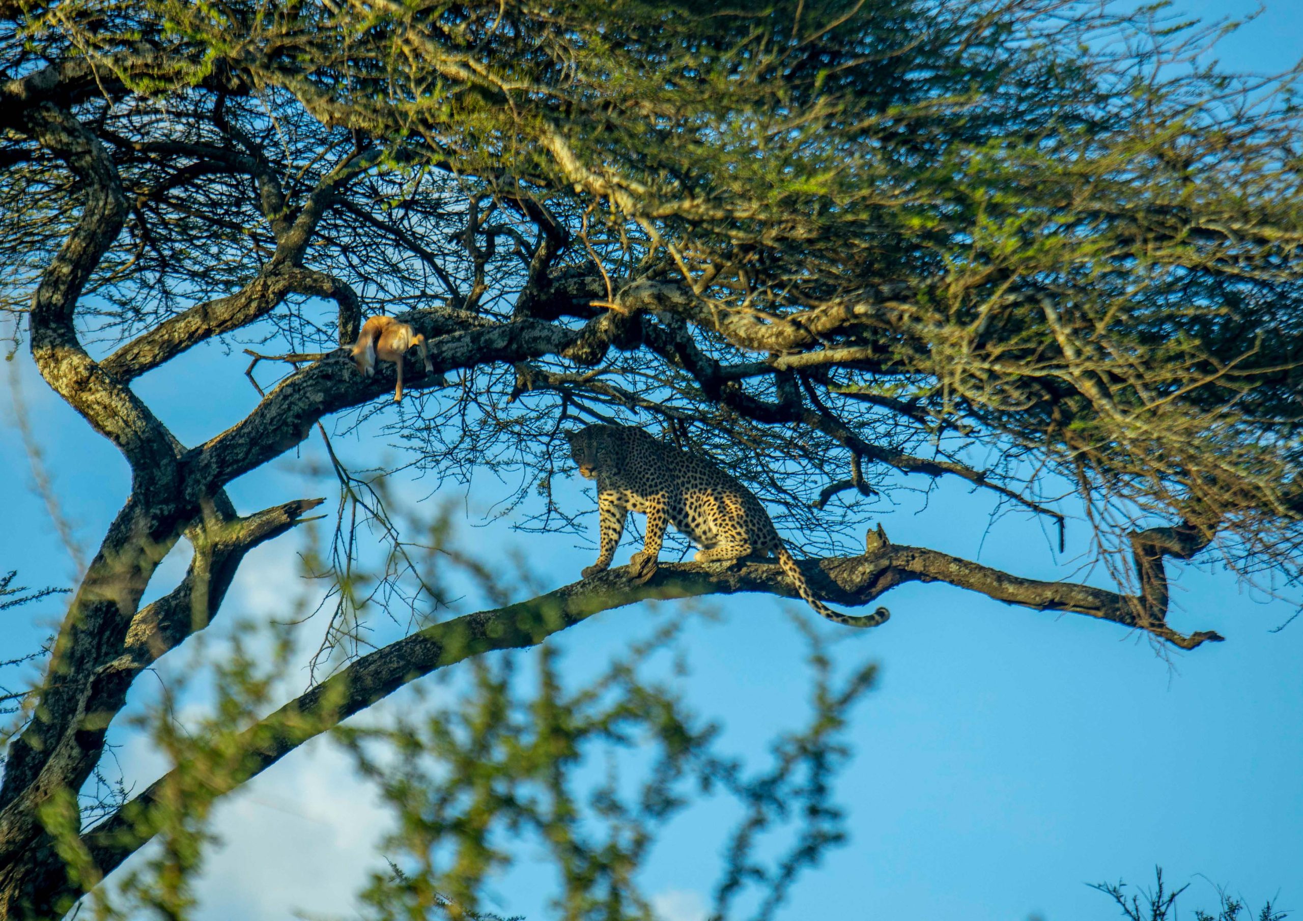 8-Day Tanzania Classic Safari-Tanzania Safari Travel Agency & Operator
