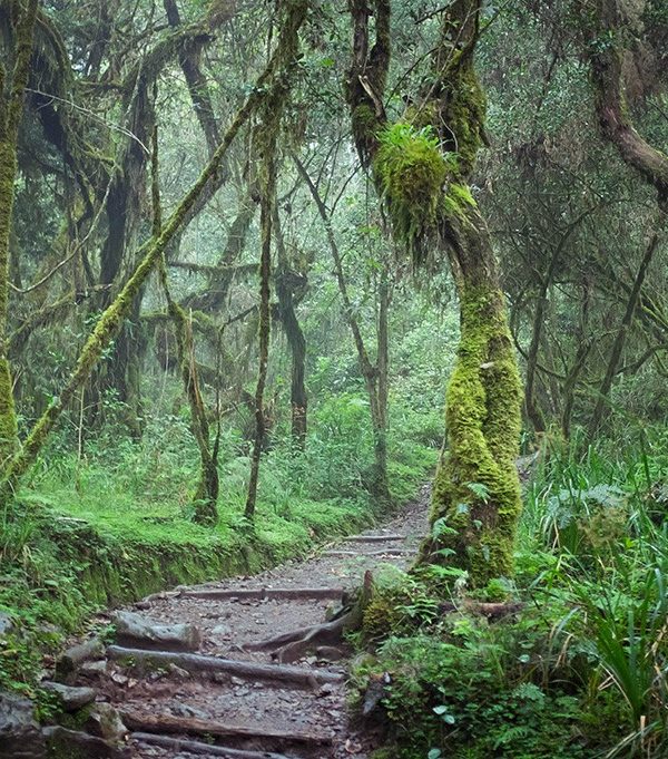 Mount Kilimanjaro Day Hike