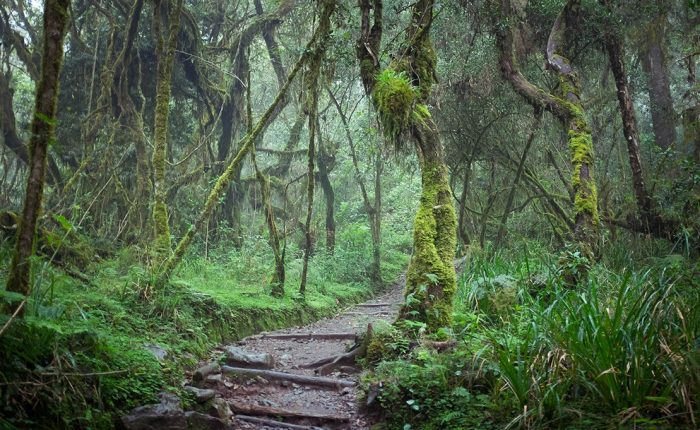 Mount Kilimanjaro Day Hike