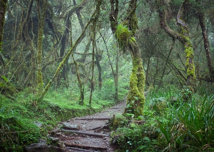 Mount Kilimanjaro Day Hike