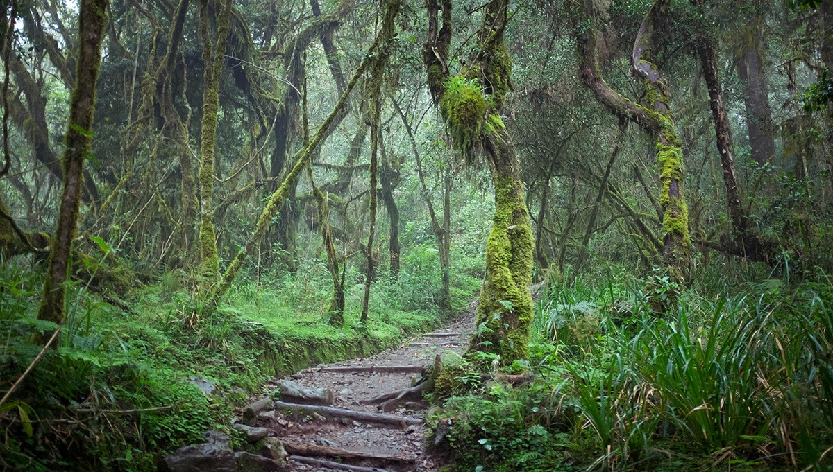 Mount Kilimanjaro Day Hike