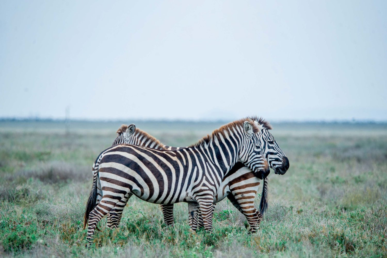 4-Day Tanzania Safari-Best safari in Tanzania