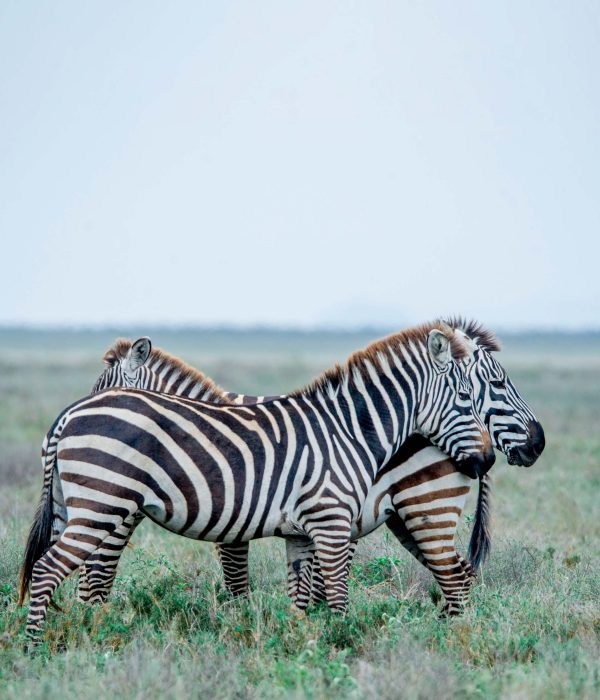 4-Day Tanzania Safari-Best safari in Tanzania
