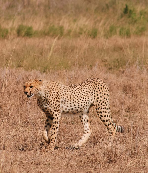 7-Day Migration Safari Tanzania-Best Safari in Tanzania