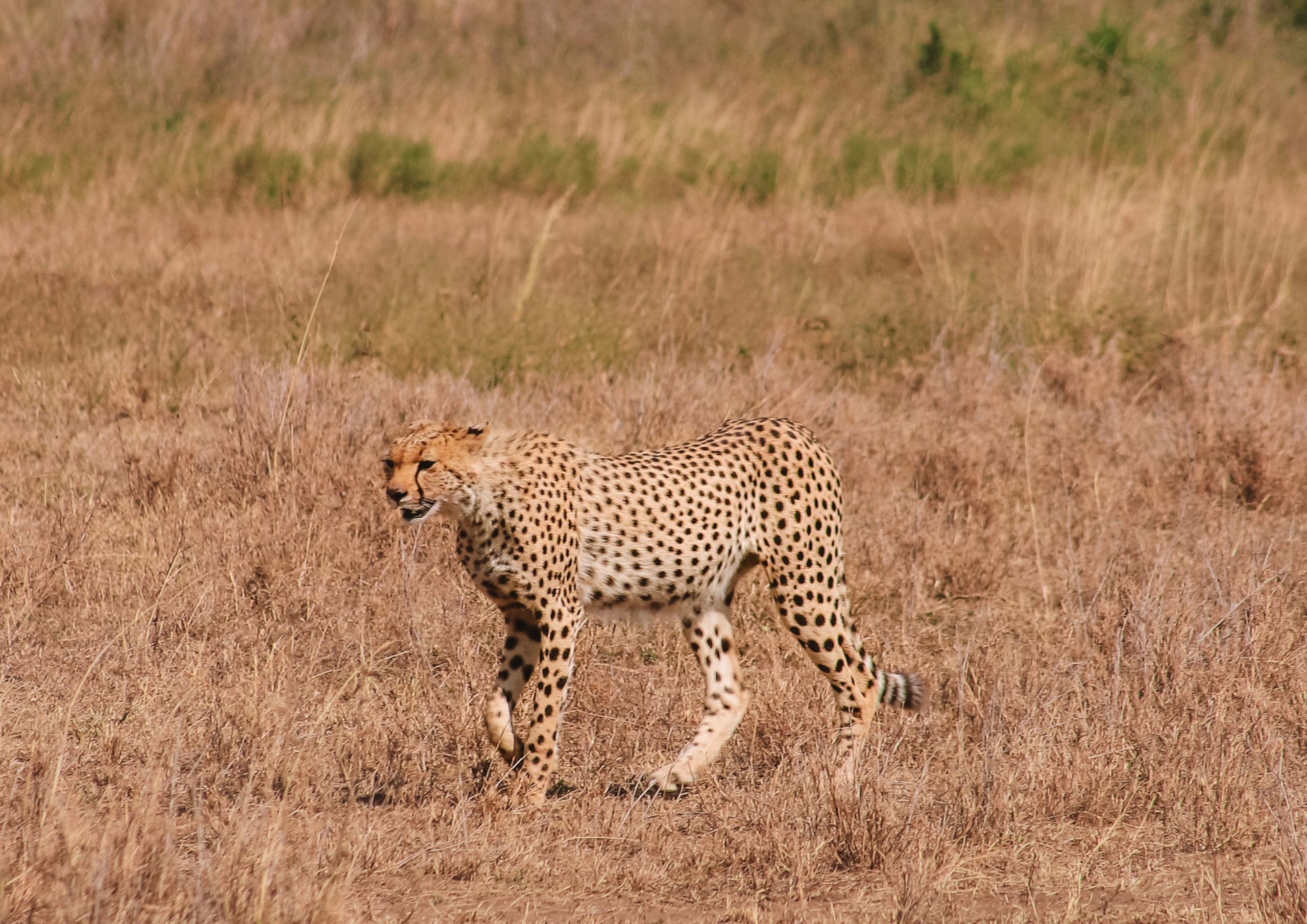 7-Day Migration Safari Tanzania-Best Safari in Tanzania