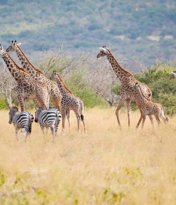 Makuyuni Wildlife Park