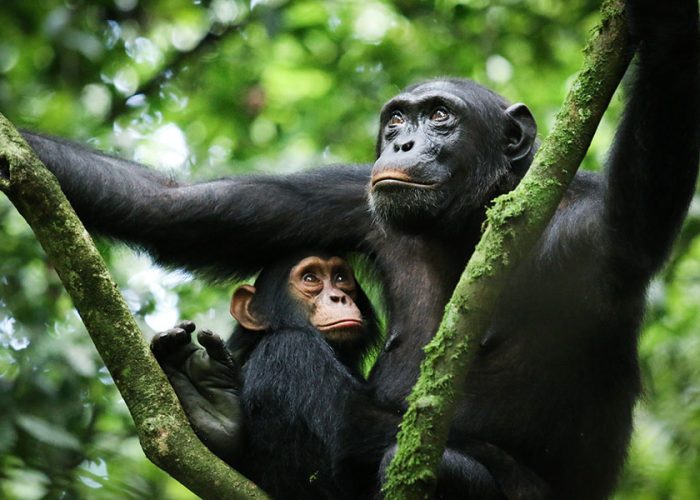 Chimpanzee Trek and Tanzania Safari
