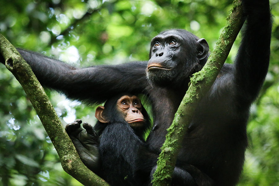 Chimpanzee Trek and Tanzania Safari